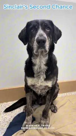 A post by @bigdogranchrescuefl on TikTok caption: Sinclair is a 7-year-old Catahoula Leopard Dog who came to us as a transfer from North Carolina. 💔 She’s spent most of her life not knowing what it feels like to be truly healthy. She’s battling Lyme disease, heartworm, Ehrlichia, and serious liver issues. She’s also on seizure watch and is now staying in our medical building where she’s surrounded by constant care. If her health had been addressed earlier, her recovery wouldn’t be so difficult. Please don’t wait—if something feels off with your pet, get them checked. Do it for your dog. Do it for Sinclair. 🐾 💙 Donate: www.bdrr.org/miracle-fund 🐶 Lifesaving Member: www.BDRR.org/lifesaver 🐾 Adopt: www.BDRR.org/adopt ✨️ Foster: www.BDRR.org/foster 💲Venmo: @bigdogranchrescue 💰CashApp: @bigdogranchrescue 💵 Zelle: finance@bdrr.org #bdrr #bigdogranchrescue #dogrescue #rescuedog #AdoptDontShop #adoptadog #foreverhome #MiracleDog #DogRescue #LifeSavingCare #SupportRescue #MiracleFund #DogRecovery #DogsOfInstagram #RescueDogsRock #BddrMiracleFund #HelpDogs #EveryDogDeservesAChance #MiracleInTheMaking