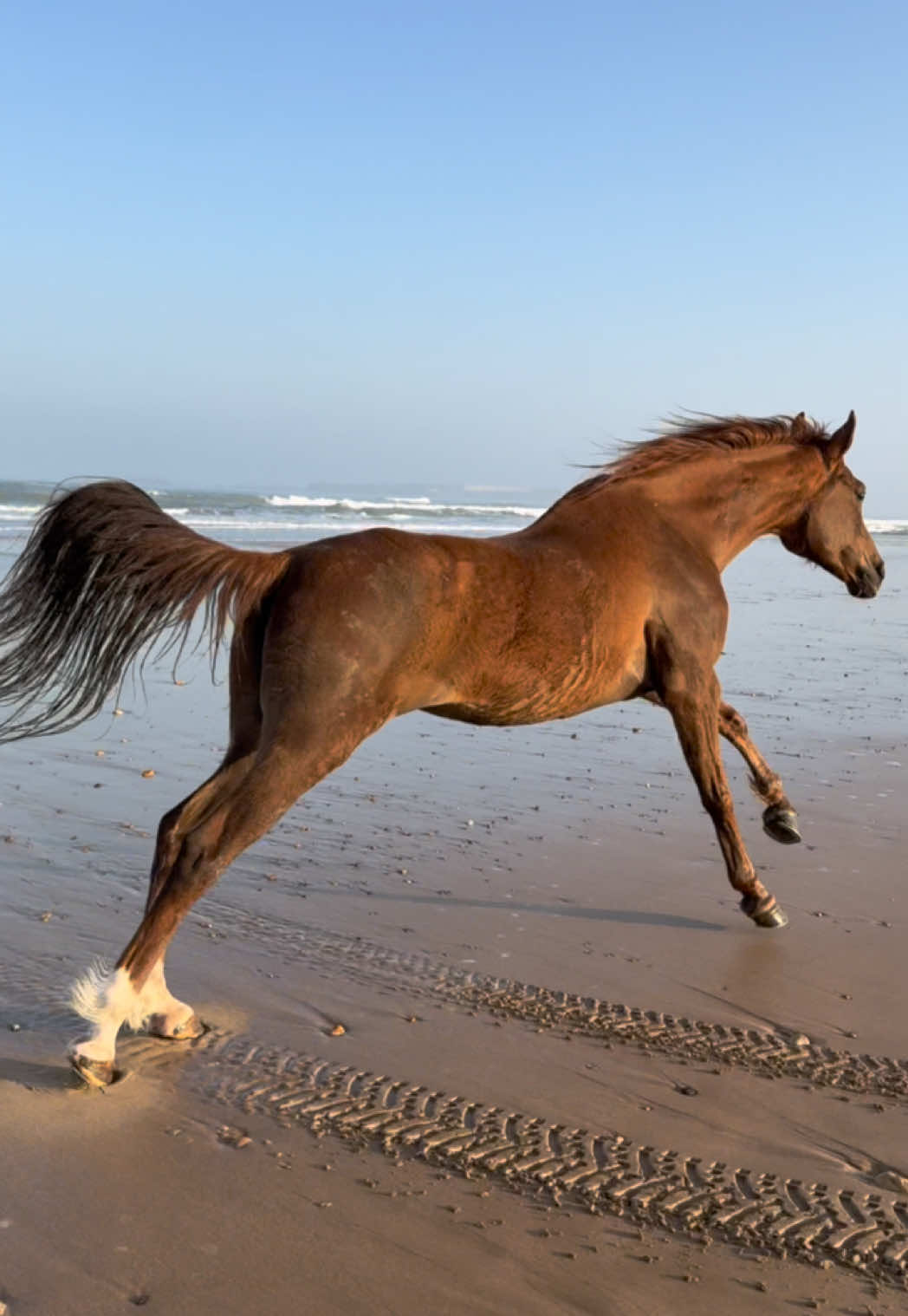 A post by @essaouirahorseparadise on TikTok caption: FARWLA The mare among the stallions. 2 month after she was rescued by Lahcen Yawyaw, is living now her best life with our stallions.  Every single horse deserve to be loved.  Her joy gallops now—proof that healing is possible. 👉🏼 We are a Travel Agency based in Essaouira (Morocco). Join us for an unforgettable horseride holidays. Ride the best horses in town, and meet the best team of riders.  . . . . . . #horses #horsesoftiktok #horse #horsetok #equestrian #fyp #cheval #fypage #viral #viralvideo #pferd #horsesontiktok #лошадь #horselove #essaouira #morocco #lovak #caballos #cavalli #mare #rescue #rescuehorse 