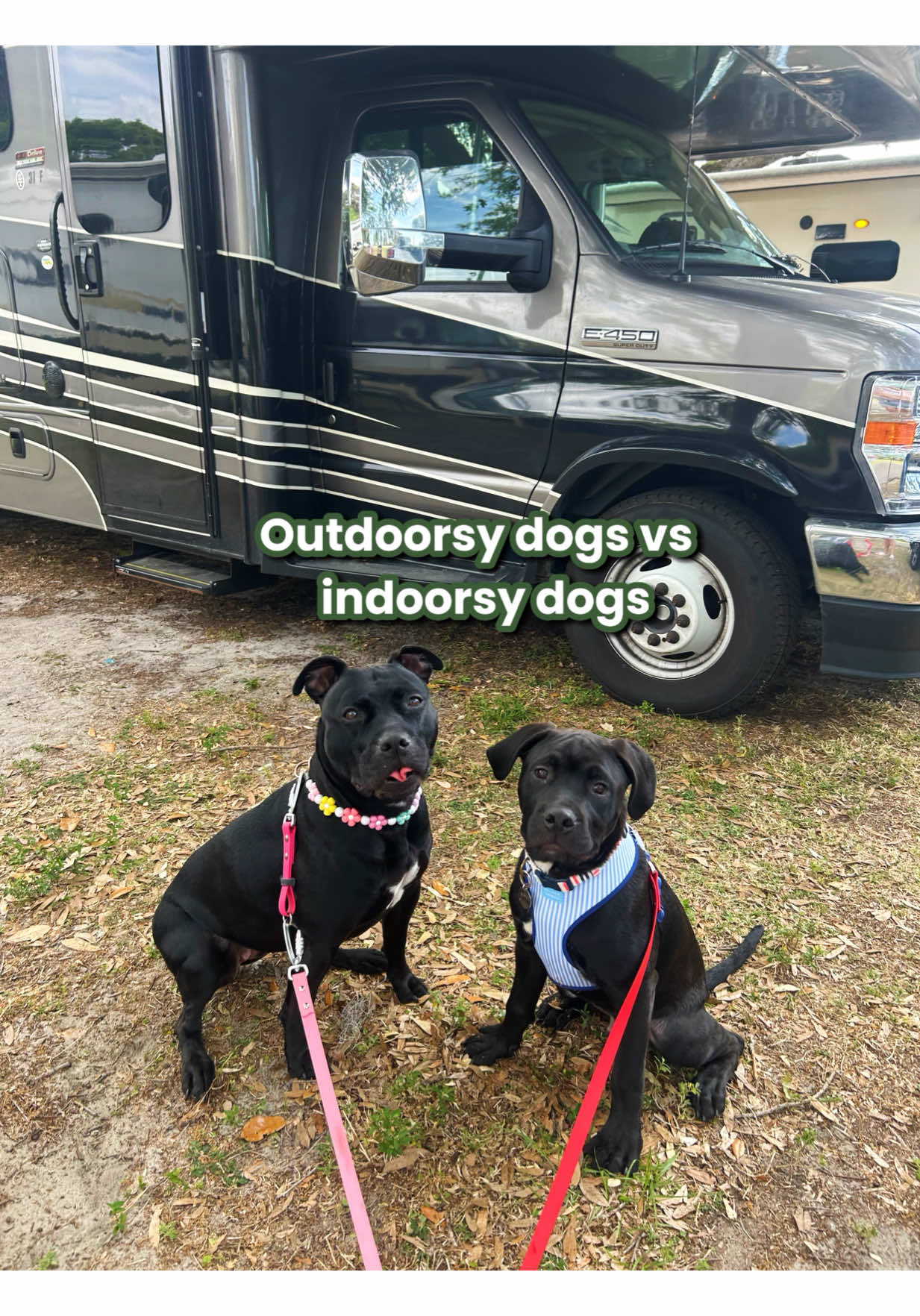 A post by @ on TikTok caption: They went full adventure mode during the day, then crashed hard in our cozy RV at night. Thanks to @outdoorsy, we got to bring the comfort of home wherever we roamed! Use code AKIRA10 for 10% off your next Outdoorsy adventure. 🤩  dog friendly, road trip, dogs, rvs, outdoors, travel, pet travel