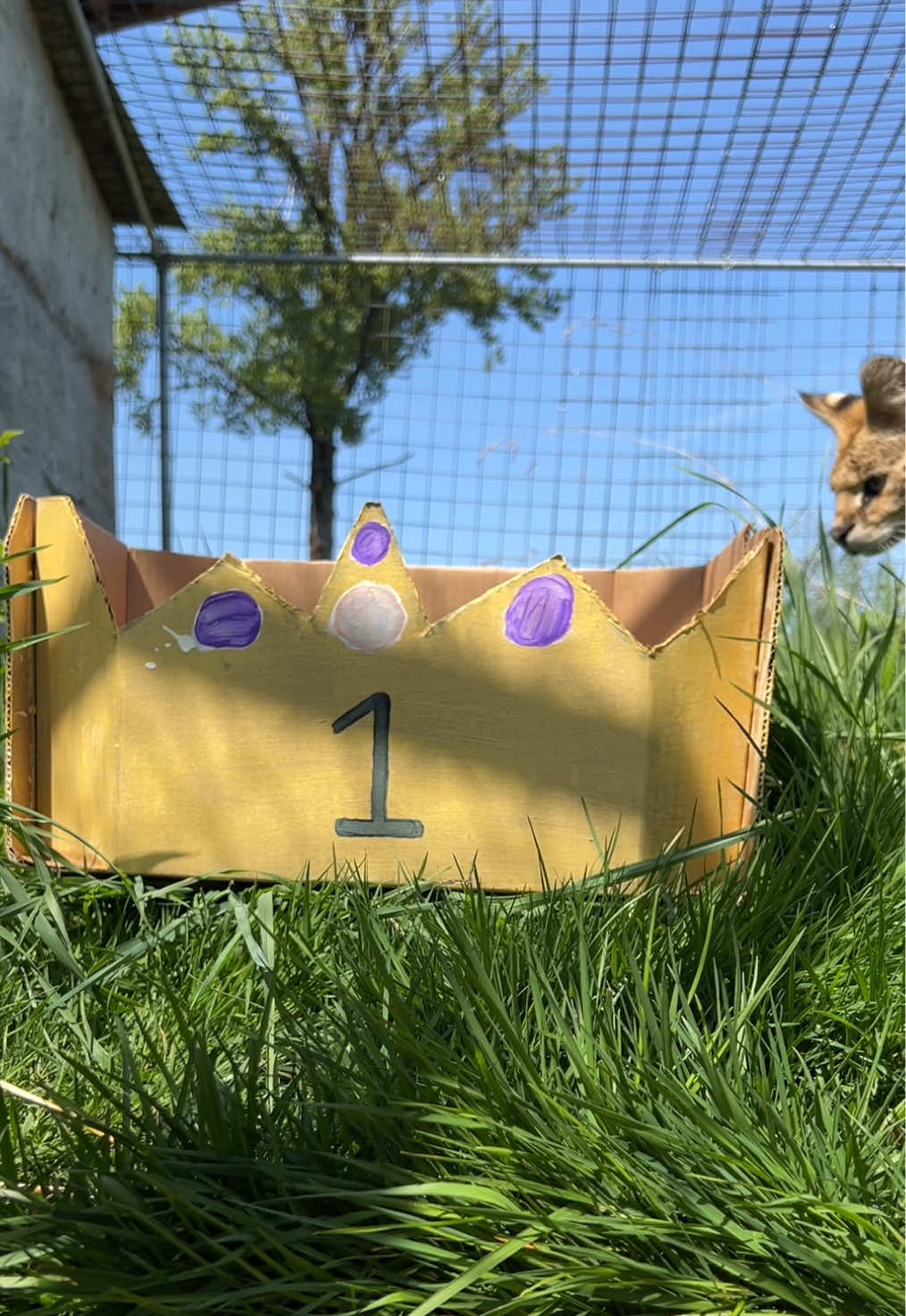 A post by @wildcatridgesanctuary on TikTok caption: Replying to @🐅WildCat Ridge Sanctuary🐅  You all voted! Here are the results of the Wildcat CRUNCH OFF!  Come along with us to pass out enrichment crowns and trophies to the participants.  Did your favorite contestant  win? 🏆  #crunch #serval #notapet #caracal #feeding #enrichment #savannahcat #sanctuary #nonprofit #voting #champion #wildlife 