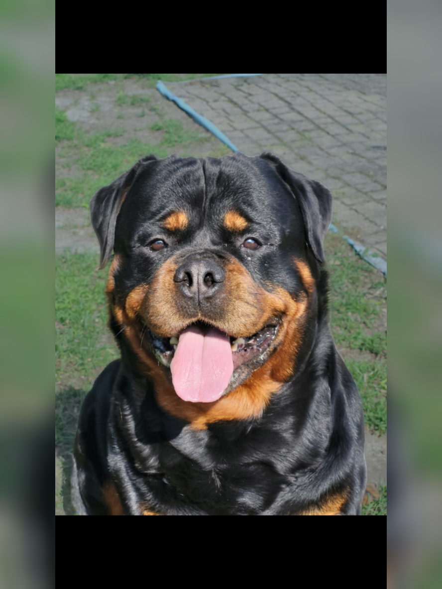 A post by @actionjackson2019 on TikTok caption: handsome in all angles ✨️  #rott #rottweiler #dogsoftiktok #angles #dogs 