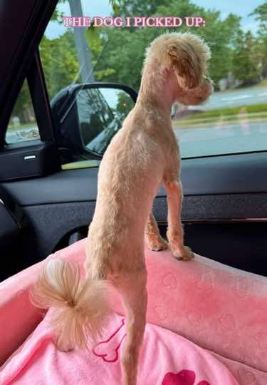 A post by @darcymcqueenyyy on TikTok caption: did they give me THE WRONG DOG???😶✂️🐶🦴 #groomers #newpuppy #haircut #doggrooming #fyp #dogmom #maltipoo #beforeandafter #transition #transformation #momtok #grooming #puppyhaircut #maltipoopuppy #hairday 