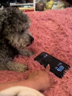 A post by @lupitacardoza4 on TikTok caption: Balu anda muy rebelde 🫣😂 jajajaja #comedia #pareja 🩷