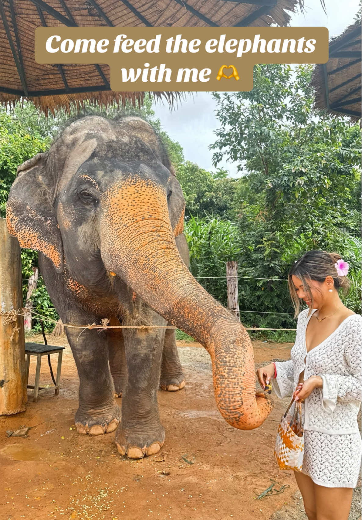 A post by @yoshna on TikTok caption: I wish I could feed them everyday 🥺 #thailand #travel #elephant #elephantsanctuary #thailandelephants #fyp 