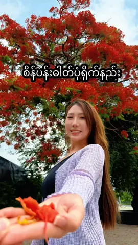 A post by @khaymarwin on TikTok caption: 📷စိန်ပန်းနဲ့တွေ့ရင်ဒီလိုလေးလိုက်ရိုက်ကြည့်လိုက် 😛 ဓါတ်ပုံမရိုက်တတ်ရင်လည်း လွယ်လွယ်လေးနဲ့ ရိုက်လို့ရတယ်နော်