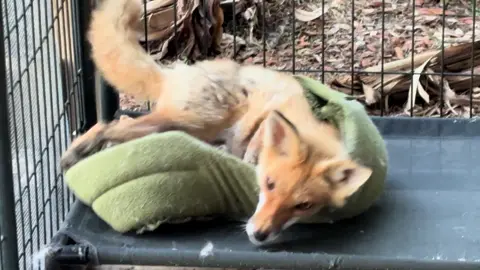 A post by @foxtalesflorida on TikTok caption: Johnny Fox is enjoying the moment! #foxrescue #foxsanctuary #nonprofit #foxtalesflorida #foxesoftiktok #foxesoftiktok #freedom #foxes #followme #sillygoose 