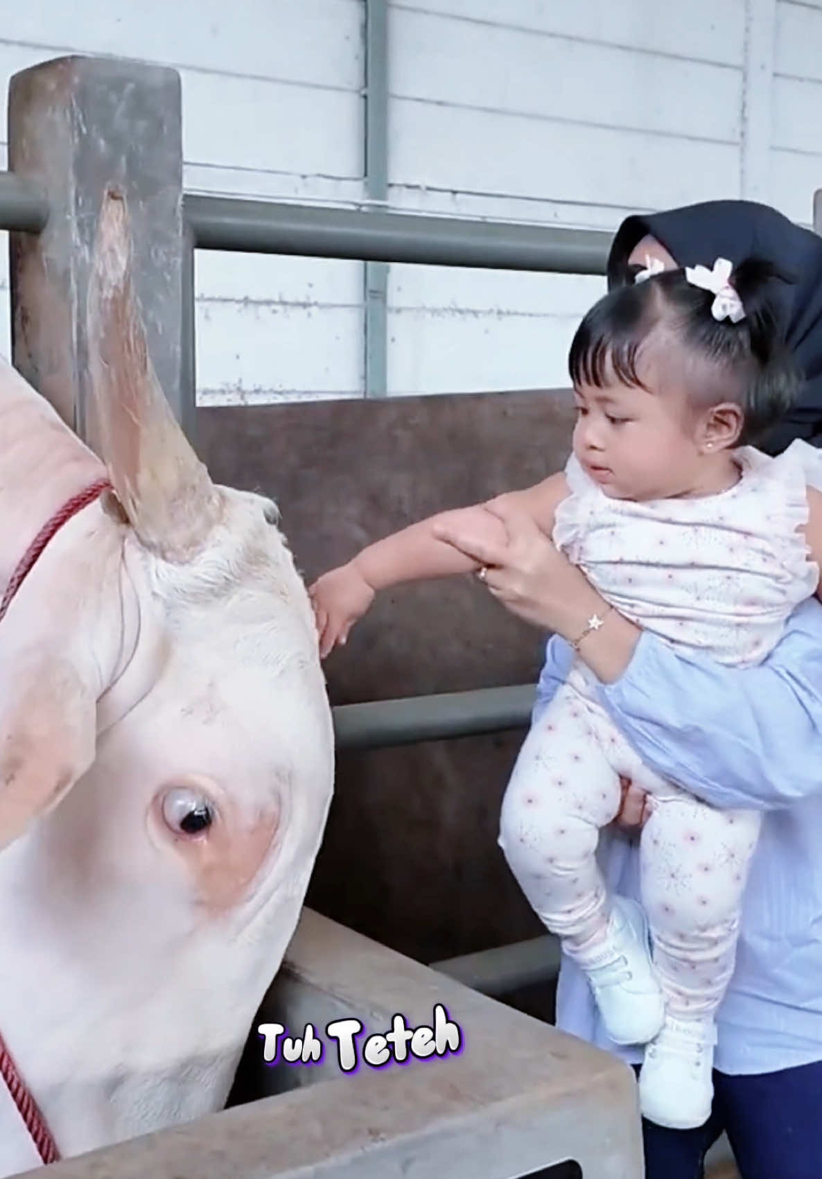 A post by @raffi_nagita on TikTok caption: Hebat Teteh berani sama Sapi 😍❤️