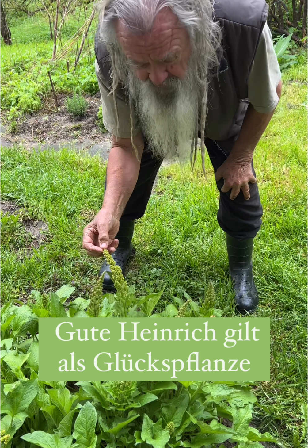 A post by @wolfdieterstorl on TikTok caption: Ein leckeres Wildgemüse 🌱😊 #natur #pflanzen #gemüse #mai #wissen 