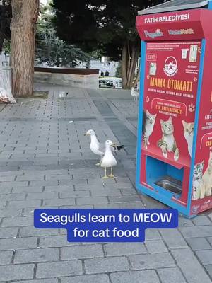 A post by @dailymail on TikTok caption: Copycat’s in the house 🥹 Seagulls in Turkey have learned to mimic a cat’s meow to trick passersby into using a stray animal feeder. Locals say the bird figured out pretending to be a cat gets it free food—and more attention.  🎥 X/Nexta_TV #animals #cats #turkey #turkeycats #seagull 