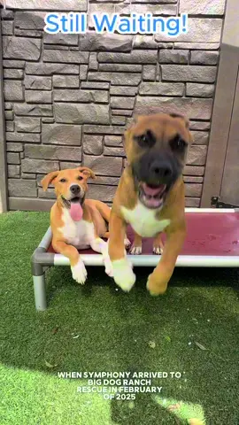 A post by @bigdogranchrescuefl on TikTok caption: When Symphony arrived at Big Dog Ranch Rescue in February 2025, she wasn’t alone, she was carrying 8 beautiful surprises. This gentle 2-year-old mama gave birth right here at the Ranch and raised her puppies surrounded by love. 💫 Now, her job as a mama is nearly done. Two of her pups are still waiting to be chosen. And Symphony? She’s ready, too. Ready to close the chapter on survival and open a new one filled with love, stability, and the simple joys of being someone’s best friend. 🐕️ Three hearts. Three stories still unfolding. And maybe… you’re the happy ending they’ve been waiting for. 🐾 Apply to adopt at www.bdrr.org/adopt Or come meet them in person at Big Dog Ranch Rescue in Loxahatchee Groves, FL—we’re open 7 days a week from 10am–5pm. 🤍 💙 Donate: www.bdrr.org/miracle-fund 🐶 Lifesaving Member: www.BDRR.org/lifesaver 🐾 Adopt: www.BDRR.org/adopt ✨️ Foster: www.BDRR.org/foster 💲Venmo: @bigdogranchrescue 💰CashApp: @bigdogranchrescue 💵 Zelle: finance@bdrr.org #bdrr #bigdogranchrescue #dogrescue #rescuedog #AdoptDontShop #adoptadog #foreverhome #MiracleDog #DogRescue #LifeSavingCare #SupportRescue #MiracleFund #DogRecovery #DogsOfInstagram #RescueDogsRock #BddrMiracleFund #HelpDogs #EveryDogDeservesAChance #MiracleInTheMaking