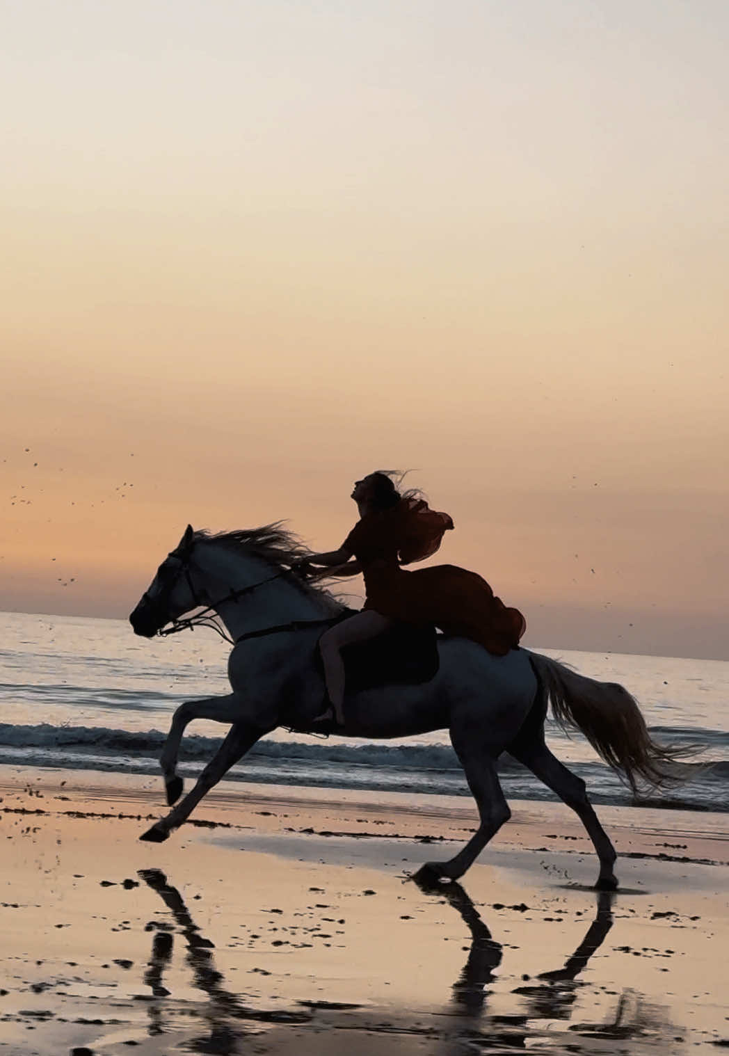 A post by @essaouirahorseparadise on TikTok caption: Chasing sunsets on horseback: where the sky meets the soul and time stands still. ❤️ 👉🏼 We are a Travel Agency based in Essaouira (Morocco). Join us for an unforgettable horseride holidays. Ride the best horses in town, and meet the best team of riders.  . . . . . . #horses #horsesoftiktok #horse #horsetok #equestrian #fyp #cheval #fypage #viral #viralvideo #pferd #horsesontiktok #лошадь #horselove #essaouira #morocco #lovak #caballos #cavalli #sunset #sunsetlover #sunsets 