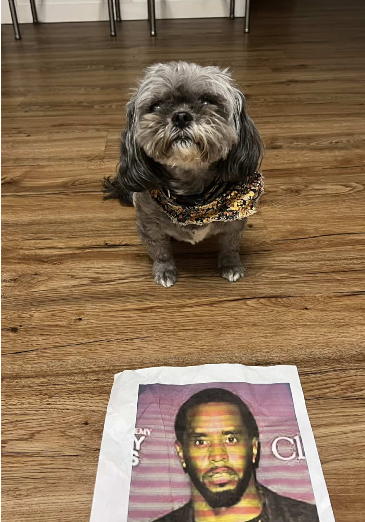 A post by @lilmfcurb on TikTok caption: Bella