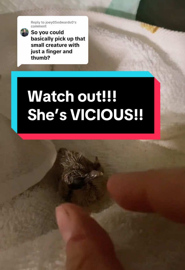 A post by @monroemenagerie on TikTok caption: Replying to @joey05edwards0 I mean…. Technically you could…. But at your own risk! 🤣 #babydove #newborn #rescue #rehab #wildliferescue