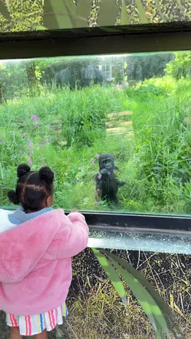 A post by @lolaandnifemi on TikTok caption: She definitely cried after this because I wouldn’t let her go inside and play with the baby gorilla 🥲 She really enjoyed her birthday trip to Port Lympne though  #lolaandnifemi 