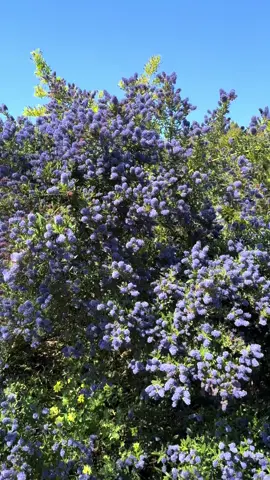 A post by @aktermiah1983 on TikTok