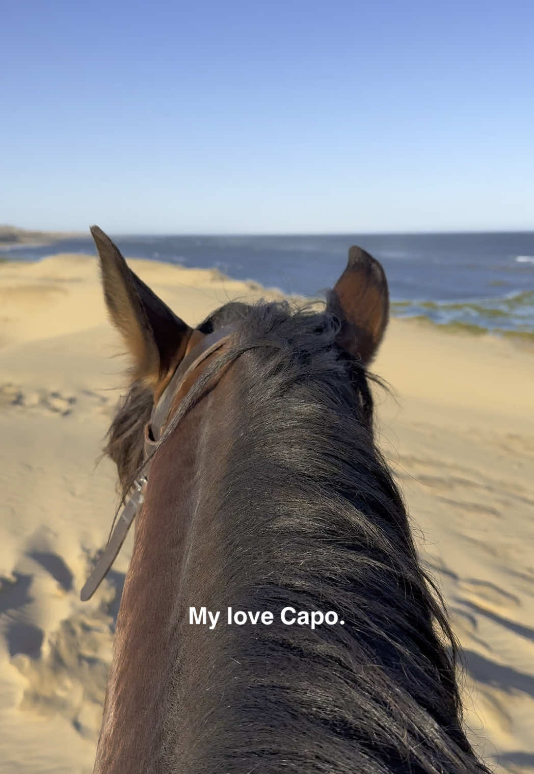 A post by @essaouirahorseparadise on TikTok caption: When everything falls apart, you keep me together. ❤️ 👉🏼 We are a Travel Agency based in Essaouira (Morocco). Join us for an unforgettable horseride holidays. Ride the best horses in town, and meet the best team of riders.  . . . . . . #horses #horsesoftiktok #horse #horsetok #equestrian #fyp #cheval #fypage #viral #viralvideo #pferd #horsesontiktok #лошадь #horselove #essaouira #morocco #lovak #caballos #cavalli #love #horsegirl #horsepower 