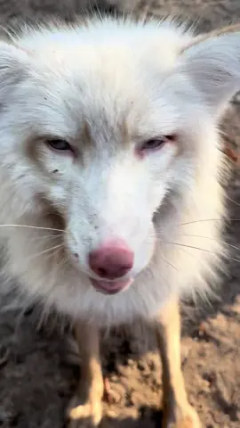 A post by @foxtalesflorida on TikTok caption: Sweet Miss Daisy.#foxrescue #foxsanctuary #nonprofit #foxtalesflorida #foxesoftiktok  Daisy is a captive bred fox. She was born of the fur farm bloodlines and was purchased from a breeder as a pet. She was surrendered to Fox Tales Florida at 12 weeks. 