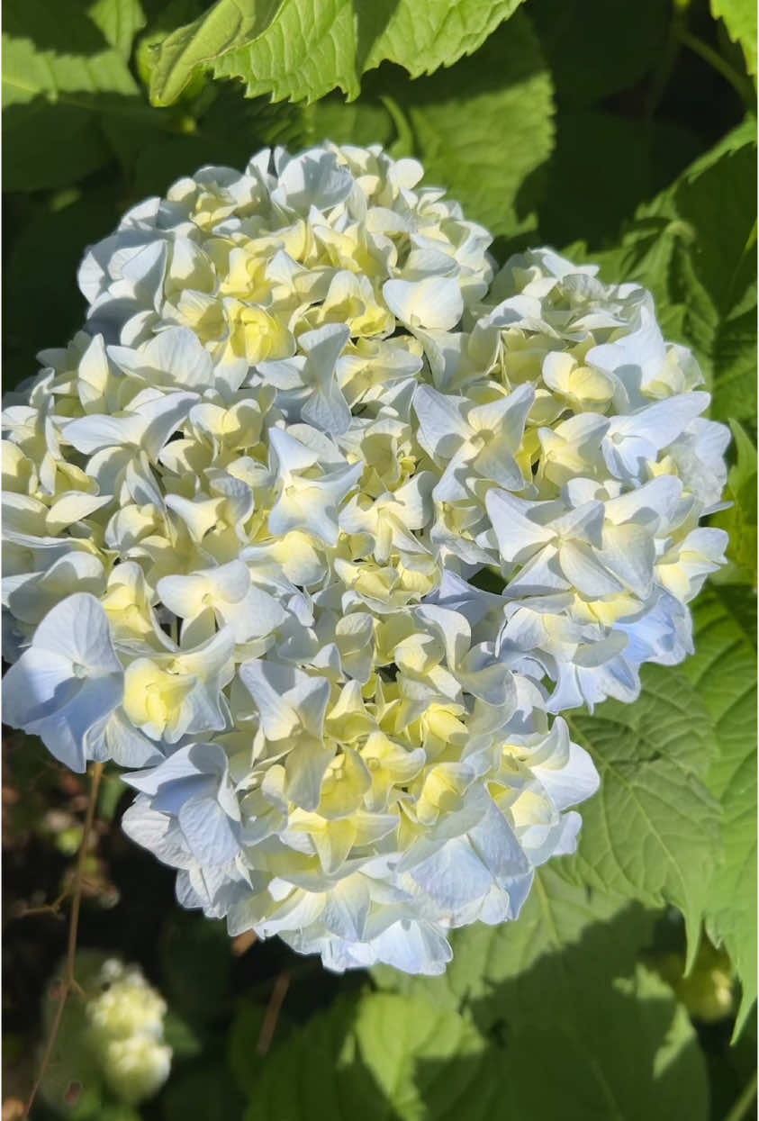 A post by @lexxibaby2 on TikTok caption: My hydrangeas have bloomed 💜💜💜🥳#lovenpositivevibes #lexxijean 