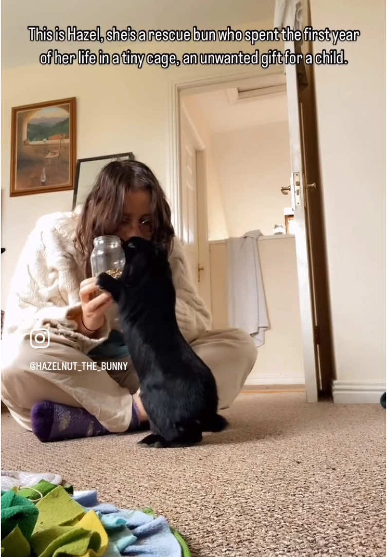 A post by @hazelnut_the_bunny on TikTok caption: Happy 5yr Adoption day my little hazelnut! I love you so much!  #adoptdontshop #rabbitrescue #rescuerabbit #bunnycaretips #freeroambunny 