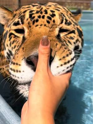 A post by @safarisammie on TikTok caption: BOOPS