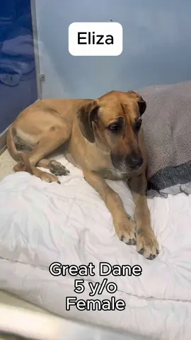 A post by @bigdogranchrescuefl on TikTok caption: Some people say, “I just haven’t found the right dog at a rescue.” But what they don’t realize is their perfect dog is out there… just waiting behind a door only they can open. 🐾 In this video, meet Jiffy, Eliza, and Buddy. They are three pups looking for a second chance. But they’re just a few of the many loving, loyal dogs hoping someone will walk through the door and say, “You’re the one.” ✨️ Let’s adopt, not shop. Because your best friend isn’t missing, they’re waiting. 🤍 Apply now at www.bdrr.org/adopt or visit us in person at Big Dog Ranch Rescue in Loxahatchee Groves, FL. We are open daily from 10am–5pm. 🐕️ 💙 Donate: www.bdrr.org/miracle-fund 🐶 Lifesaving Member: www.BDRR.org/lifesaver 🐾 Adopt: www.BDRR.org/adopt ✨️ Foster: www.BDRR.org/foster 💲Venmo: @bigdogranchrescue 💰CashApp: @bigdogranchrescue 💵 Zelle: finance@bdrr.org #bdrr #bigdogranchrescue #dogrescue #rescuedog #AdoptDontShop #adoptadog #foreverhome #MiracleDog #DogRescue #LifeSavingCare #SupportRescue #MiracleFund #DogRecovery #DogsOfInstagram #RescueDogsRock #BddrMiracleFund #HelpDogs #EveryDogDeservesAChance #MiracleInTheMaking