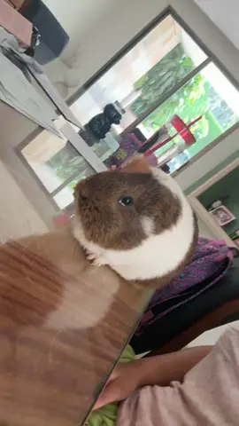 A post by @loos.rabadan on TikTok caption: #capibara 