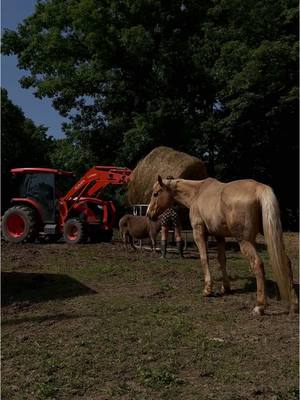 A post by @theskimaskgirl on TikTok caption: farmer ski