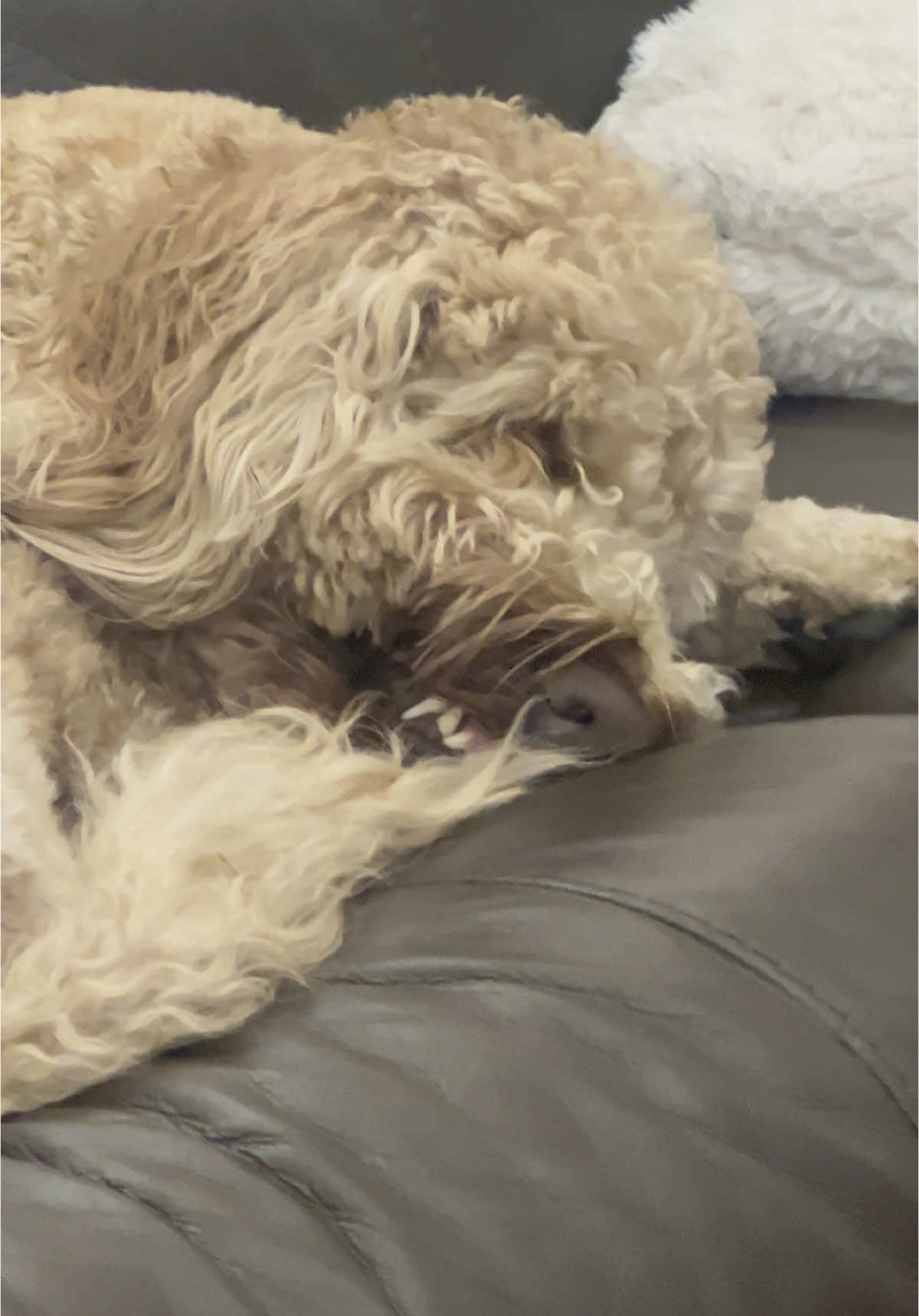 A post by @ on TikTok caption: This dude has crazy dreams! #dog #goldendoodle #fyp #dream #nightmare #lazy #nap I wonder what Wrigley’s dreaming about!