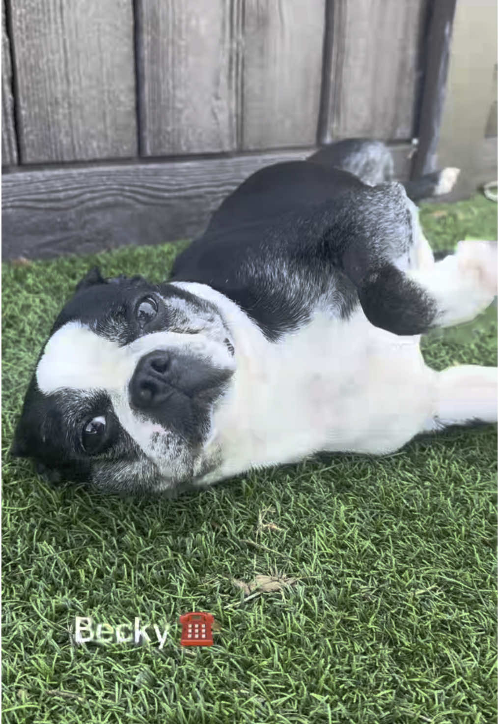 A post by @bigdogranchrescuefl on TikTok caption: Who’s callin’ your phone? Is it… Stacey? Becky? Keisha? Ellie? Hemi? Remi? ☎️ These adorable ladies at Big Dog Ranch Rescue are calling, will you pick up? They’re looking for love and a furever home ❤️🐾 📍Available at Big Dog Ranch Rescue in Loxahatchee Groves, Florida www.bdrr.org/adopt📍 💙 Donate: www.bdrr.org/miracle-fund⁠ 🐶 Lifesaving Member: www.BDRR.org/lifesaver⁠ 🐾 Adopt: www.BDRR.org/adopt ⁠ ✨️ Foster: www.BDRR.org/foster 💲Venmo: @bigdogranchrescue⁠ 💰CashApp: @bigdogranchrescue⁠ 💵 Zelle: finance@bdrr.org⁠ ⁠ #bdrr #bigdogranchrescue #dogrescue #rescuedog #AdoptDontShop #adoptadog #foreverhome #MiracleDog #DogRescue #LifeSavingCare #SupportRescue #MiracleFund #DogRecovery #DogsOfInstagram  #DogsOfTikTok #DogTok #RescueDogsRock #BddrMiracleFund #HelpDogs #EveryDogDeservesAChance #MiracleInTheMaking #fureverhome #Nokia #Drake #answerthephone 