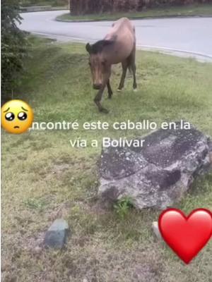 A post by @jhonnyrivera on TikTok caption: Jueves de #TBT de Valentino, quienes recuerdan esta labor tan bonita que logramos, es muy gratificante ver todos los días a Valentino correr por la finca, ver que tiene una diferente y saber que aportamos a esto es algo realmente indescriptible. Gracias familia por siempre estar ahí conmigo. #TBT #JhonnyRivera #Valentino #Caballo #AmorPorLosAnimales #Animales