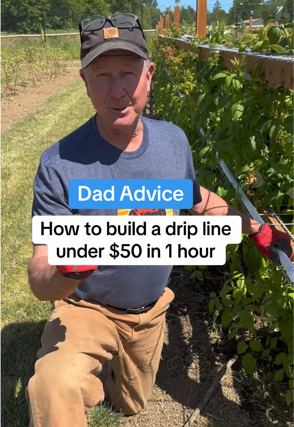 A post by @dadadvicefrombo on TikTok caption: First of many Holiday Weekend projects for you. I specifically did this because store bought soaker hoses are very sensitive and rip a lot, but my wife says berries need this kind of watering. Try it out and let me know what you think. Love, Dad