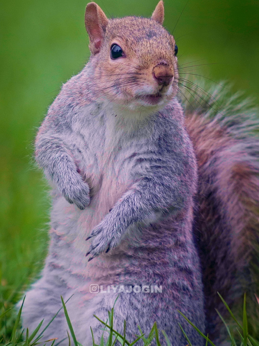 A post by @liyajogin on TikTok caption: അണ്ണാൻകുട്ടൻ!!📷Joginmathew  . . .. . . . # #squirell #trending #viral #joginmathew #liyajogin #thilakam #malayalamhitsongs #dileepkavyasong #saresaresambare