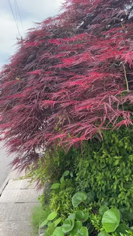A post by @khalidzamanj on TikTok