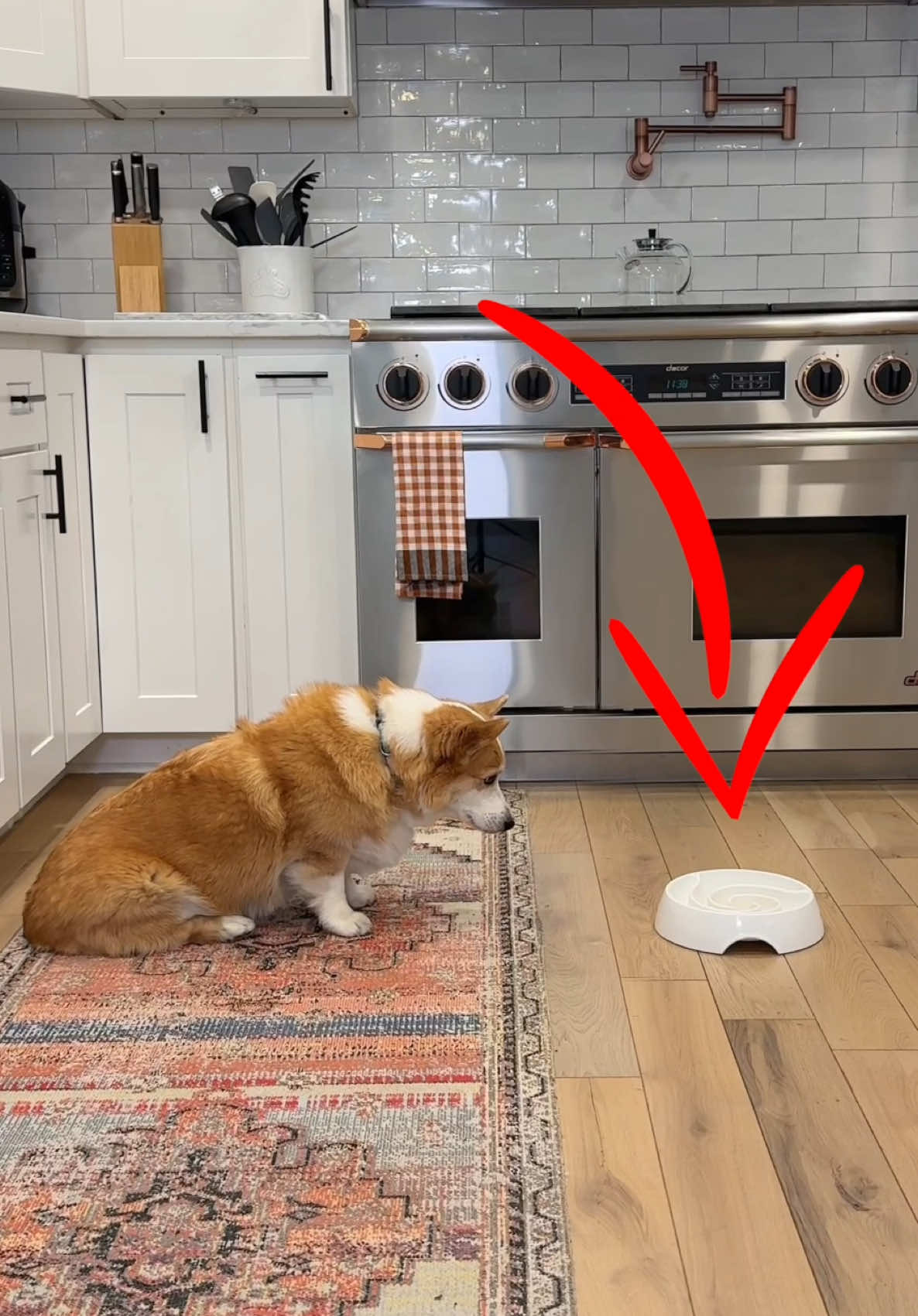 A post by @hammyandolivia on TikTok caption: He's locked in! The greatest decision we ever made for Hammy was changing his diet. We took @The Farmer’s Dog survey, and their team tailored a pre-portioned meal plan based on his breed, age and lifestyle. He's now down 14 pounds of excess body weight and it started with fueling him with real meat and veggies. Try it out for your dog and get 60% off your first box. The link is in our bio to learn more! #tfdpartner #thefarmersdog 