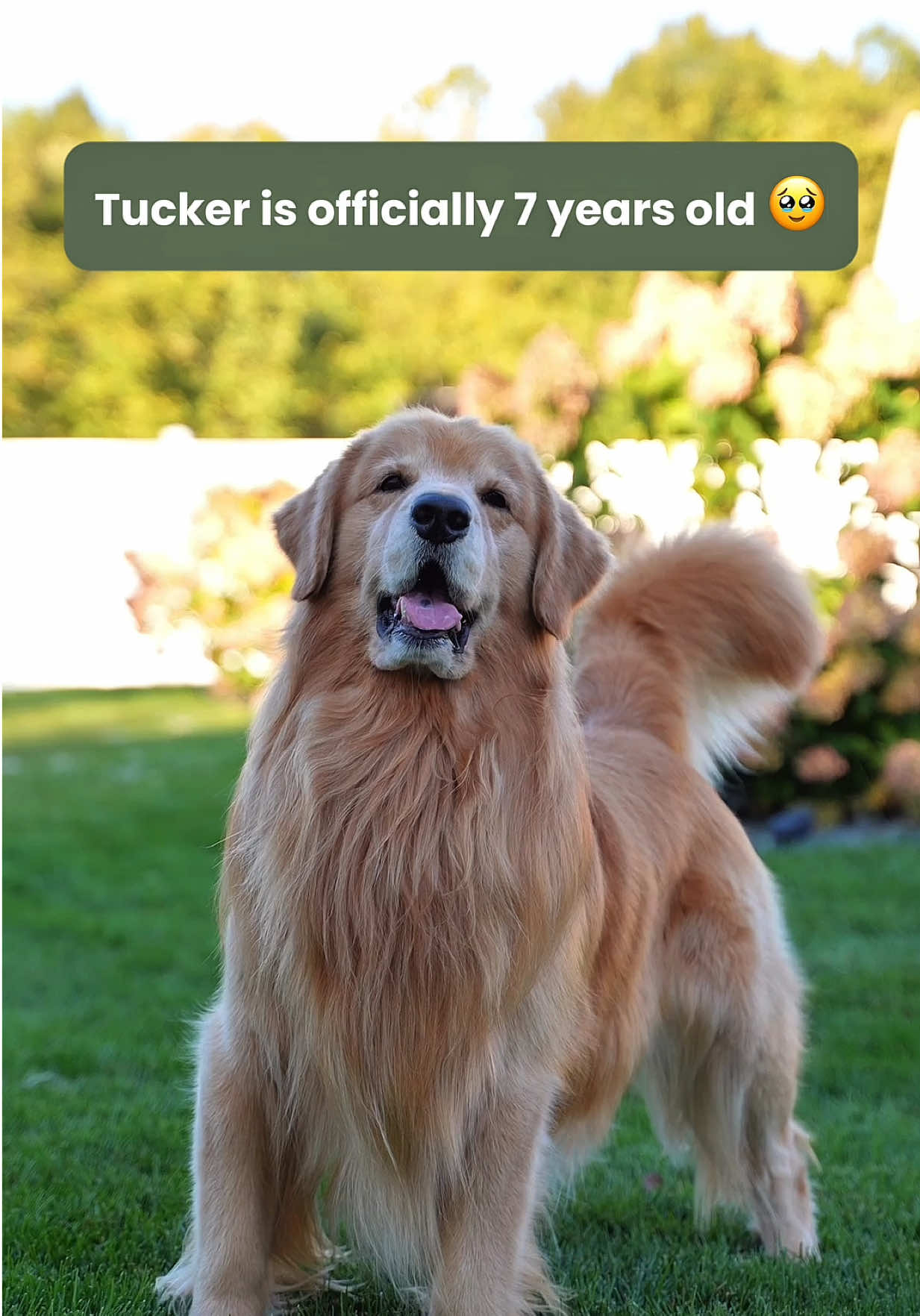 A post by @tuckerbudzyn on TikTok caption: Our Tucker is officially 7 🥹 Not going to lie, I sobbed the entire time making this. I wish so badly I could slow down time and keep him with me forever. The white hairs on his face constantly reminding me to cherish every single moment to the fullest.  Words will never be able to describe how much I love this boy. I swear he can feel everything I feel, his eyes reading every thought, his heart healing mine. He’s healed wounds in me that I didn’t even know existed. I think you all can feel this special gift too…even through the screen of your phone. That he is truly a one of a kind dog.  He came into this world to bring joy, love, and laughter, and boy did he deliver. This isn’t meant to be sad but birthdays for dogs are bittersweet for all of us. We know forever isn’t possible, but we also recognize that aging is a privilege. Tucker is a healthy happy dude with SO much life left. I tell him everyday that he has to stay with me at least until 14. So we made a deal and shook paw on it 😂 Thank you from the bottom of my heart for loving him all these years. Some of you have been here since the very beginning. We love you so much 🩵