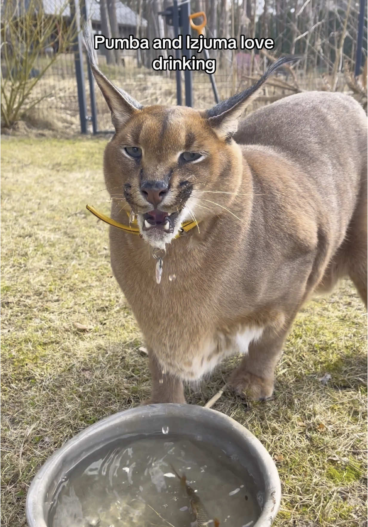 A post by @pumbacaracalofficial on TikTok caption: Pumba’s favourite water fountain!    Use code: PUMBA2025 #petgugu #amazonpetfinds #pumba @petgugu 