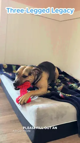 A post by @bigdogranchrescuefl on TikTok caption: From the dumping grounds of the Redlands to the safety of our Senior Sanctuary, Legacy has come a long way. She was just 2 years old when found, injured, and alone. By the time help came, she had to lose her front right leg, but she never lost her will to live. 🤍 Today, Legacy is safe at Big Dog Ranch Rescue’s Senior Sanctuary. She runs, plays, and chases toys like she has all four legs, and when she’s happy, she gives the biggest smile, because she just can’t contain it. ✨️ Legacy is a survivor. She didn’t give up on people… now she’s hoping someone won’t give up on her ay 5 years old. Apply for her now at www.bdrr.org/adopt to get started. 🐾 💙 Donate: www.bdrr.org/miracle-fund 🐶 Lifesaving Member: www.BDRR.org/lifesaver 🐾 Adopt: www.BDRR.org/adopt ✨️ Foster: www.BDRR.org/foster 💲Venmo: @bigdogranchrescue 💰CashApp: @bigdogranchrescue 💵 Zelle: finance@bdrr.org #bdrr #bigdogranchrescue #dogrescue #rescuedog #AdoptDontShop #adoptadog #foreverhome #MiracleDog #DogRescue #LifeSavingCare #SupportRescue #MiracleFund #DogRecovery #DogsOfInstagram #RescueDogsRock #BddrMiracleFund #HelpDogs #EveryDogDeservesAChance #MiracleInTheMaking