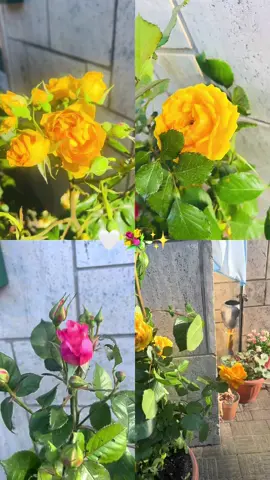A post by @farihamitu20 on TikTok caption: #flowers #rose #summer #roma #farihamitu #foryou 