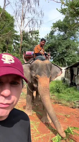 A post by @planting_peace on TikTok caption: Urgent! The next 10 thousand in donations will be matched by a donor! Please help me rescue Lychee from this life of hell! She has been giving rides to tourists or pulling heavy logs every day for 40 years. It's time to retire this gorgeous girl. The good news is we have an amazing place we can bring her. At Following Giants, she will have plenty of space to roam with other rescued elephants. Most importantly... She will simply be free!  You can help Rescue Lychee by donating to her gofundme in my bio. You can also donate on our site: PlantingPeace.org/Venmo: plantingpeace333. Thank you! - Aaron/Planting Peace 