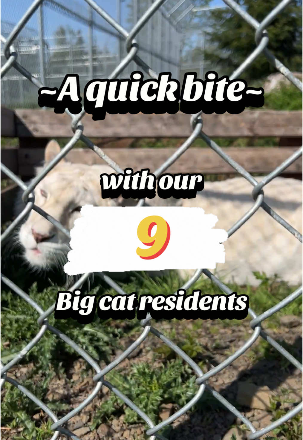 A post by @wildcatridgesanctuary on TikTok caption: ~A quick bite~ with our 9 big cat residents! 🦁🐯 Meet the big cat residents of WildCat Ridge Sanctuary, do you have a favorite resident?  Read more about how our big cats came to us on our website, link in bio!  #notapet #bigcat #sanctuary #tiger #lion #nonprofit #feeding #wildlife #CatsOfTikTok #crunch 