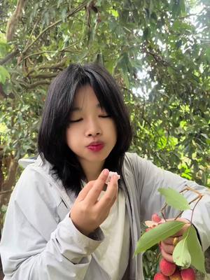 A post by @kjmbsr2 on TikTok caption: တရုတ္ဇီးသီးပင္ ကိုယ္တိုင္တက္ျပီးစား😂@Mun Pan KJ @Seng Pan #munpankj #foryoupage #kachin #kumje #foryou #kachingirl #fyp 