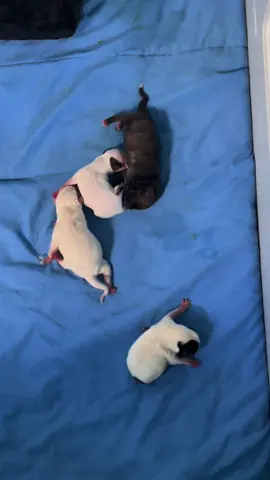 A post by @bigdogranchrescuefl on TikTok caption: Precious newborn puppies 🍼🐶💖 Remember Moocow, our sweet mama we introduced while she was pregnant? She gave birth about a week ago to a beautiful litter. Sadly, only 9 of the 13 pups survived, but they’re now thriving in a place full of love, care, and hope. 📍Big Dog Ranch Rescue in Loxahatchee Groves, Florida www.bdrr.org/adopt📍 💙 Donate: www.bdrr.org/miracle-fund⁠ 🐶 Lifesaving Member: www.BDRR.org/lifesaver⁠ 🐾 Adopt: www.BDRR.org/adopt ⁠ ✨️ Foster: www.BDRR.org/foster 💲Venmo: @bigdogranchrescue⁠ 💰CashApp: @bigdogranchrescue⁠ 💵 Zelle: finance@bdrr.org⁠ ⁠ #bdrr #bigdogranchrescue #dogrescue #rescuedog #AdoptDontShop #adoptadog #foreverhome #MiracleDog #DogRescue #LifeSavingCare #SupportRescue #MiracleFund #DogRecovery #DogsOfInstagram  #DogsOfTikTok #DogTok #RescueDogsRock #BddrMiracleFund #HelpDogs #EveryDogDeservesAChance #MiracleInTheMaking #fureverhome #newbornpuppies #puppylove #puppies 