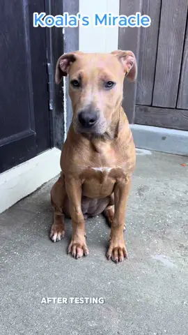 A post by @bigdogranchrescuefl on TikTok caption: Koala came to us as a suspected parvo case, weak and in need of help. After testing negative, we jumped into action to get her the care she needed to get her pack to her puppy-playing self. 🤍 Now, just look at her: happy, healthy, and full of puppy energy! Koala is a 4-month-old mixed breed who’s ready to wrap herself around your heart like a baby koala does to their mama. 💫 Ready to meet your new best friend? You can apply to adopt Koala at www.bdrr.org/adopt 🐾 💙 Donate: www.bdrr.org/miracle-fund 🐶 Lifesaving Member: www.BDRR.org/lifesaver 🐾 Adopt: www.BDRR.org/adopt ✨️ Foster: www.BDRR.org/foster 💲Venmo: @bigdogranchrescue 💰CashApp: @bigdogranchrescue 💵 Zelle: finance@bdrr.org #bdrr #bigdogranchrescue #dogrescue #rescuedog #AdoptDontShop #adoptadog #foreverhome #MiracleDog #DogRescue #LifeSavingCare #SupportRescue #MiracleFund #DogRecovery #DogsOfInstagram #RescueDogsRock #BddrMiracleFund #HelpDogs #EveryDogDeservesAChance #MiracleInTheMaking