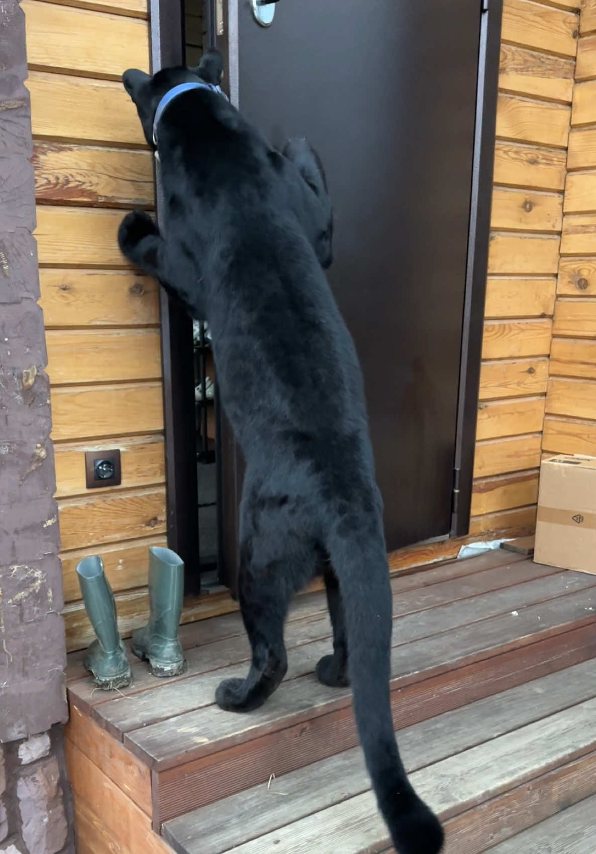A post by @luna_the_pantera on TikTok caption: Panther decides when to go home 😁