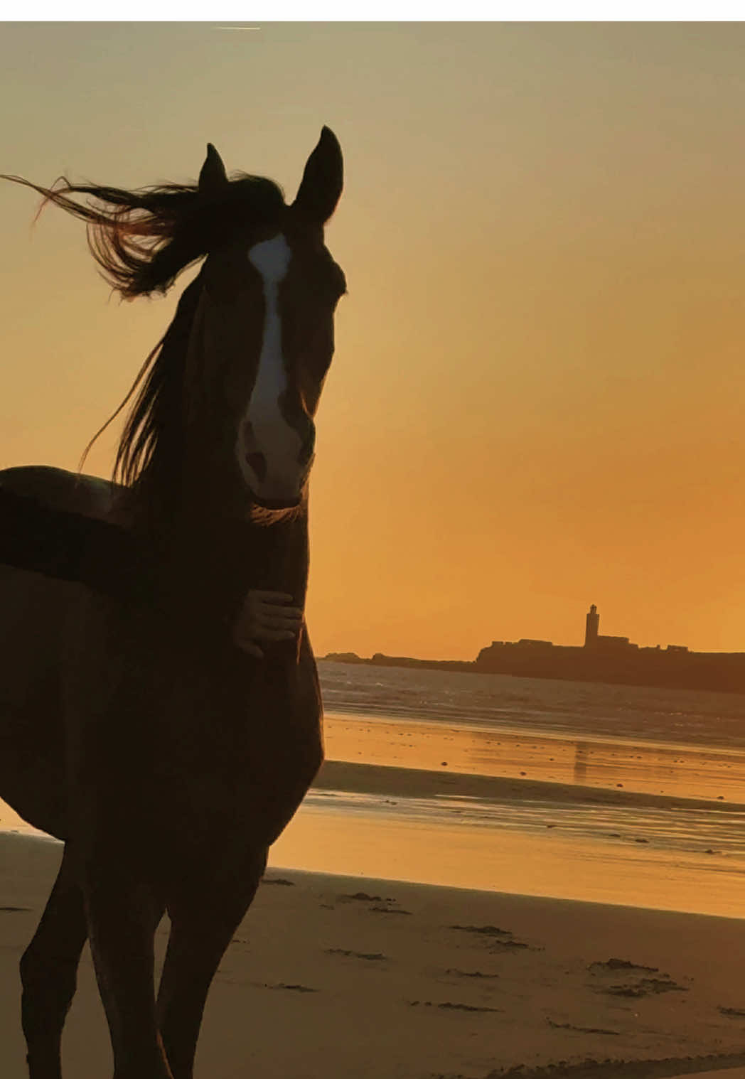 A post by @essaouirahorseparadise on TikTok caption: Íthaca ❤️ Surrender to what’s meant for you. Trust that what’s ahead is already yours — you don’t have to chase it, just be ready to receive it. 👉🏼 We are a Travel Agency based in Essaouira (Morocco). Join us for an unforgettable horseride holidays. Ride the best horses in town, and meet the best team of riders.  . . . . . . #horses #horsesoftiktok #horse #horsetok #equestrian #fyp #cheval #fypage #viral #viralvideo #pferd #horsesontiktok #лошадь #horselove #essaouira #morocco #lovak #caballos #cavalli #horsegirl 