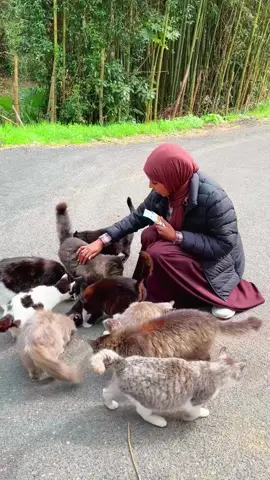 A post by @iconiccpinkk on TikTok caption: Pretty little baby🥰🐈 #japan #catisland #catsoftiktok #japantravel 