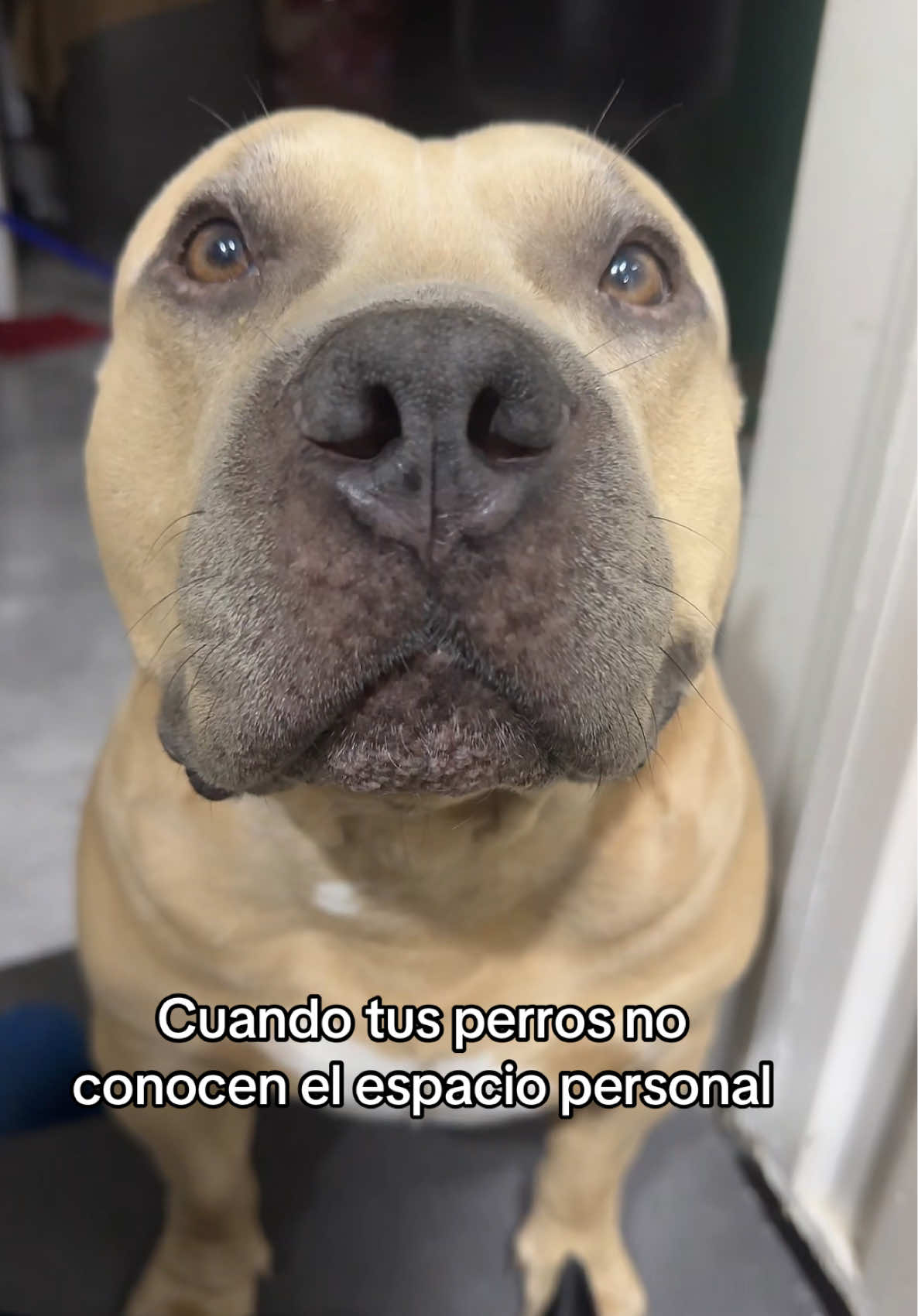 A post by @vikingo606 on TikTok caption: ❤️🐶#vikingo606 