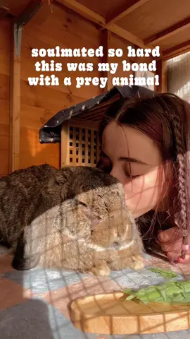 A post by @thistrippyhippie on TikTok caption: rabbit people will know how rare this is. my current 3 would never allow me to do this, my 2 girls don’t even let me touch them. Bonnie would absolutely savour every moment like this. she loved it, the more contact, the more kisses, the better🩷 she was more than a rabbit, she was like my second dog. my soulmate bunny🥰i am still so angry she was taken from me when i wanted so much longer with her. my beautiful big girl🤎this was heaven for me and i’d do anything to experience this feeling again🩷✨ #trend #trending #frenchloprabbit #frenchlop #fyp #foryou #giantrabbit #petloss #petgrief 