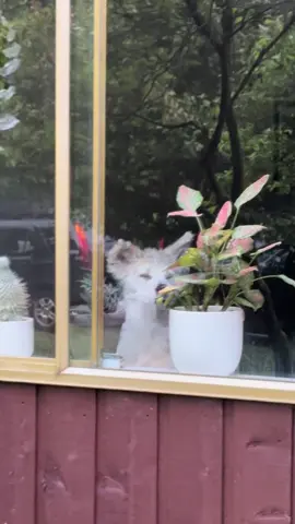 A post by @naokisugarboo on TikTok caption: Mr. #naoki 