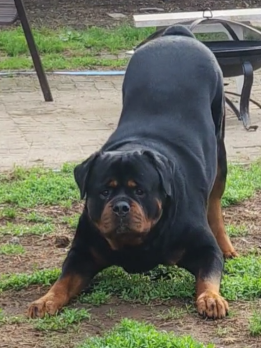 A post by @actionjackson2019 on TikTok caption: because it's trendy #tren #dogmom #dog #bluebirds #dogsoftiktok #rott  #rottweiler 